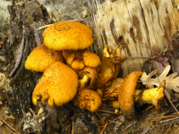 25d7c240913fb624b5356ae8004db056