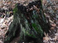 3431ca0df903a9c8f18d97fe204bca06