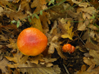 552a428764d80169d31bb431c199ef82