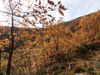 8f963c44685a6036e7f4d4868b27f20a